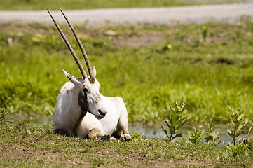 Image showing Gazelle