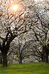 Image showing Cherry orchard in spring