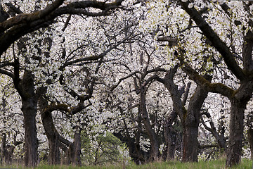 Image showing Cherry orchard in spring