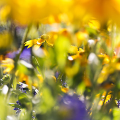 Image showing Flower bad of autumn flowers