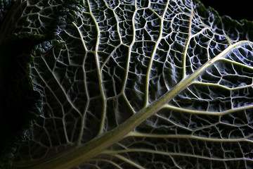 Image showing Savoy cabbage leaf