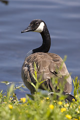 Image showing Goose