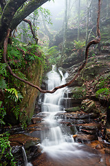 Image showing Nature\'s playground are the best  Blue Mountains Australia