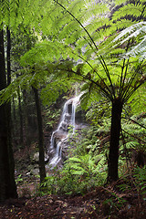 Image showing Views to waterfall through large tree ferns