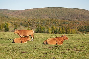 Image showing Cows resting in grass