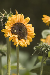 Image showing Sunflower