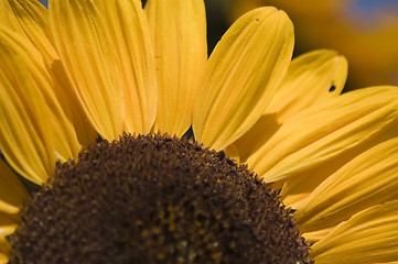 Image showing Sunflower