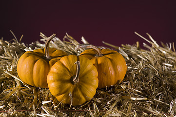 Image showing Pumpkins