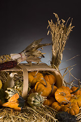 Image showing Pumpkins