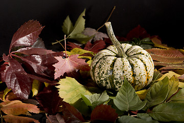 Image showing Pumpkins