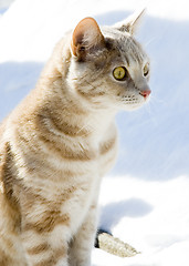 Image showing Cat