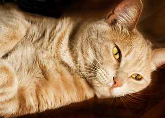 Image showing Cat