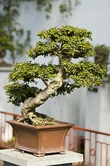 Image showing Bonzai tree
