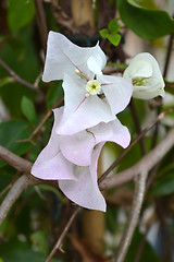 Image showing White bougainvillea Alexandra