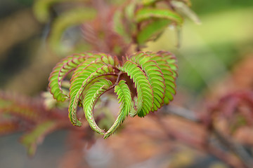 Image showing Silk tree Summer Chocolate