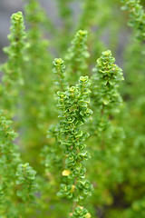 Image showing Alpine mint bush