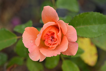 Image showing Rose Augusa Luise