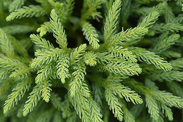 Image showing Japanese cedar Globosa Nana