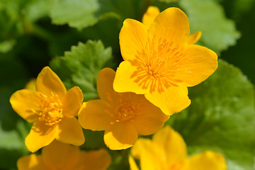 Image showing Marsh marigold