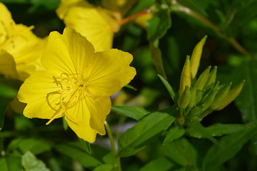 Image showing Common sundrops