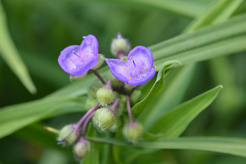 Image showing Virginia spiderwort