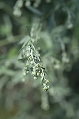 Image showing Common wormwood