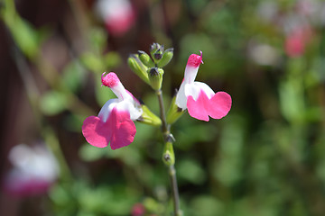 Image showing Sage Pink lips