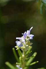 Image showing Rosemary flower