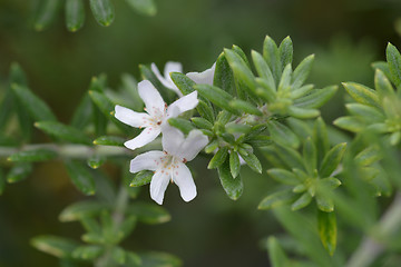 Image showing Coastal rosemary