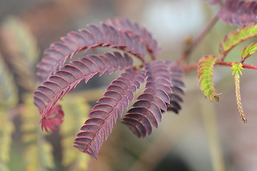 Image showing Silk tree Summer Chocolate