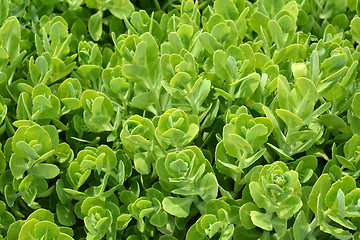 Image showing Showy stonecrop