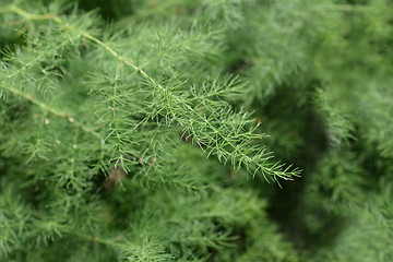 Image showing Narrow-leaved asparagus
