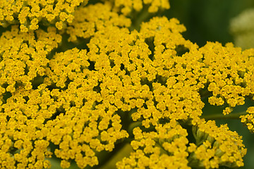 Image showing Gold plate yarrow