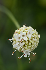 Image showing Giant scabious