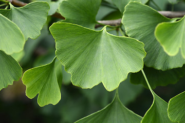 Image showing Ginkgo