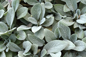 Image showing Silver Carpet Lambs ears