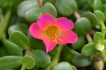 Image showing Wingpod purslane