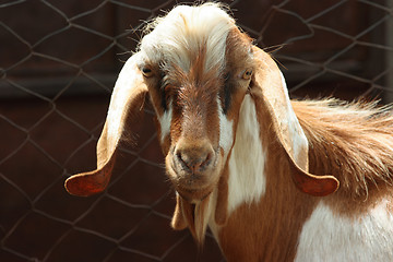 Image showing Lop-eared goat