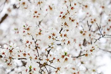 Image showing White flowers background.