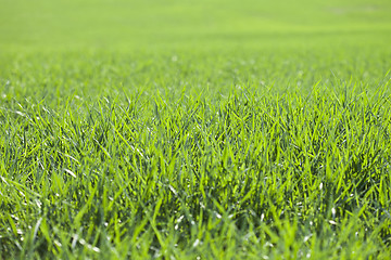 Image showing Field of green grass