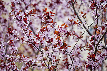 Image showing Pink peach flowers background