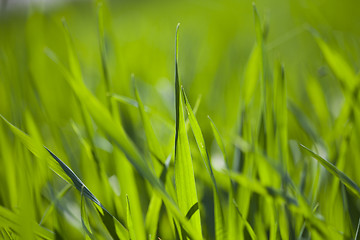 Image showing Field of green grass.