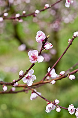 Image showing Pink peach flowers.