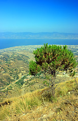 Image showing Pine of Aspromonte