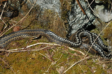 Image showing Norwegian snakes_2_20.04.2005