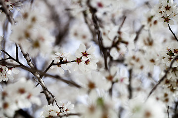 Image showing White flowers background.
