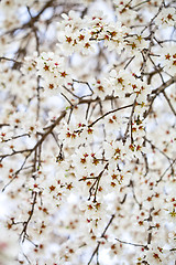 Image showing White flowers background.