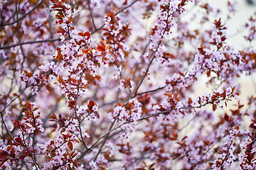 Image showing Pink peach flowers background.