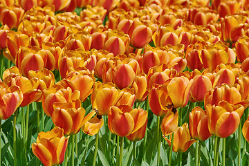 Image showing Red and Yellow Tulips