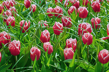 Image showing Red Tulips in Grass